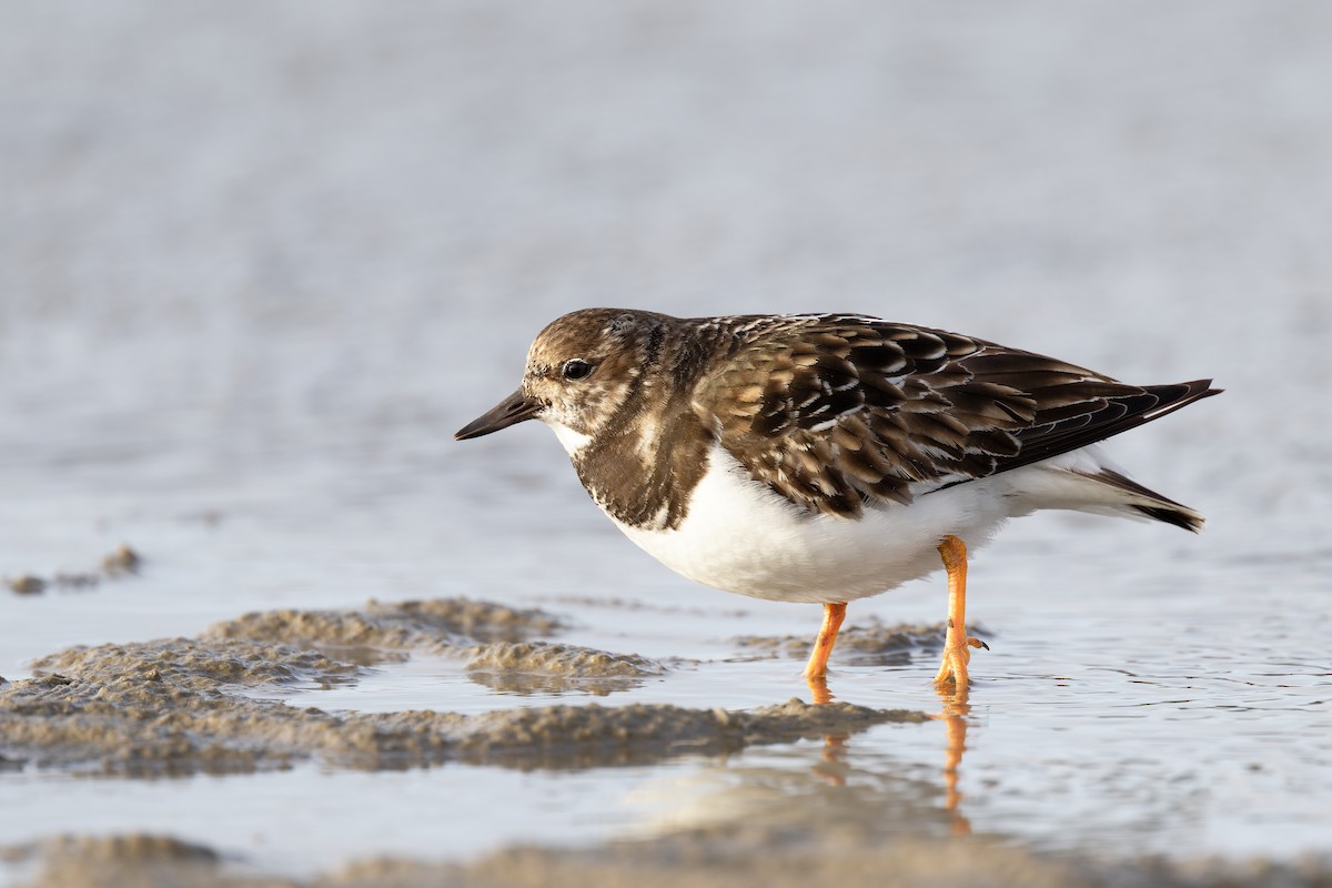 Ruddy Turnstone - ML617624009