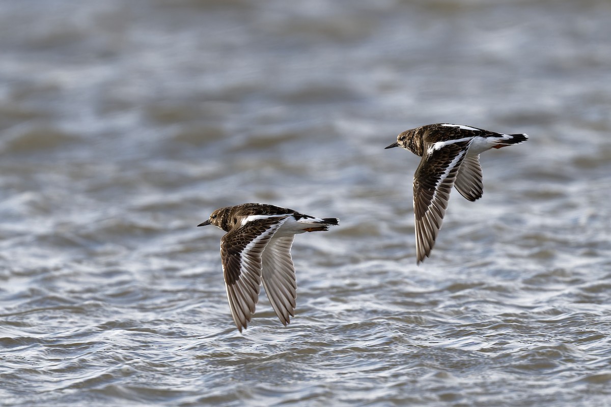 Ruddy Turnstone - ML617624012