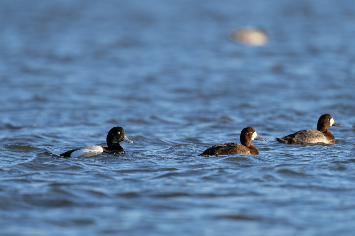 Greater Scaup - ML617624040