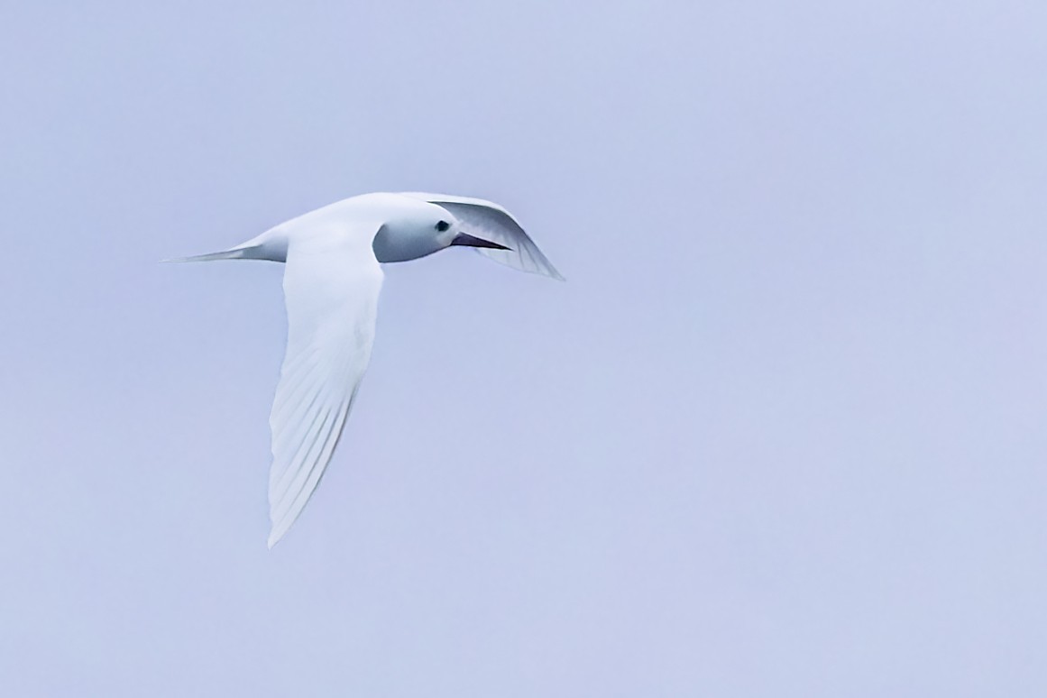 White Tern - Bradley Hacker 🦜