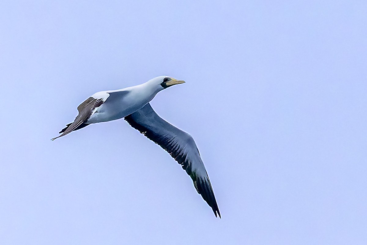 Masked Booby - ML617624064