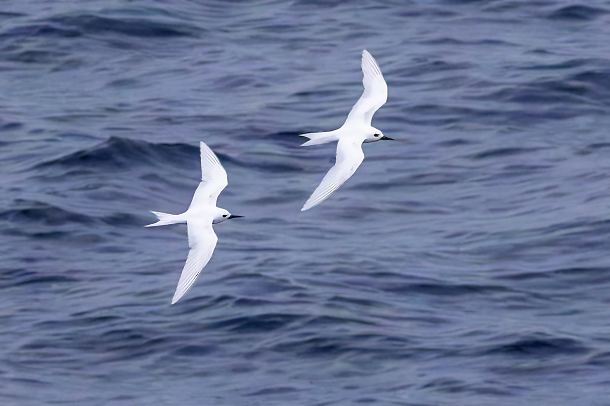 White Tern - ML617624065