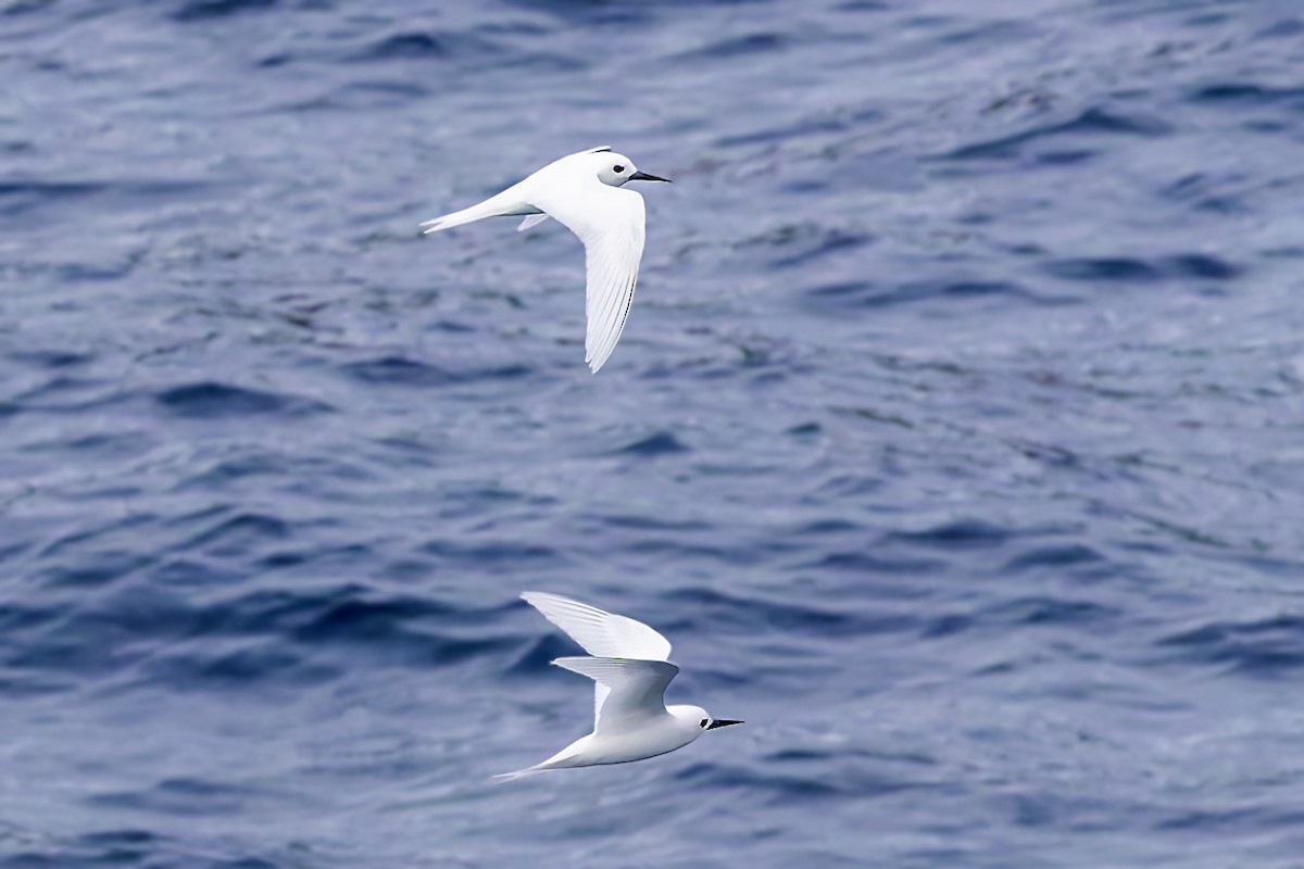 White Tern - ML617624083