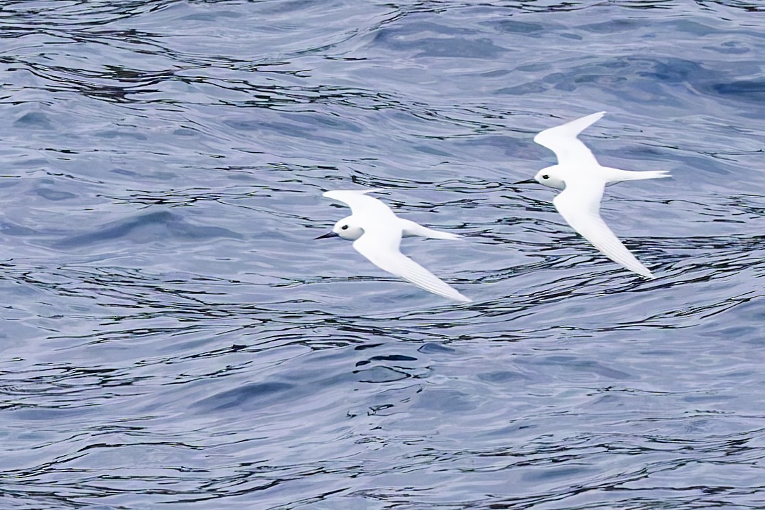 White Tern - ML617624084