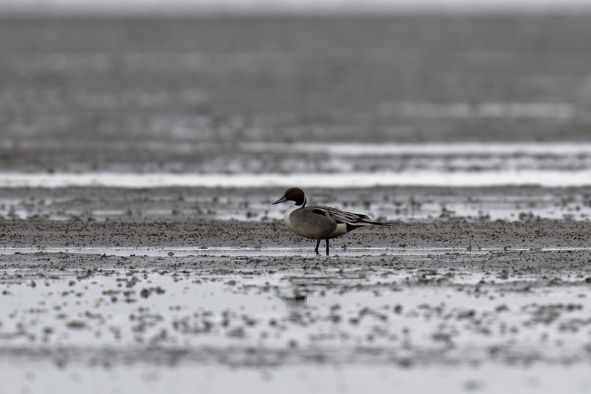 Northern Pintail - ML617624091