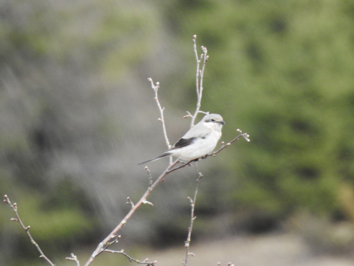 Умардын дунхай - ML617624124