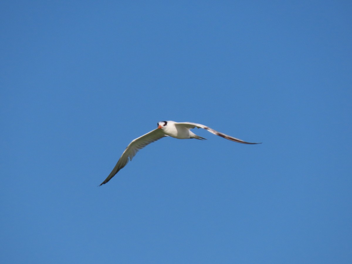 Royal Tern - ML617624158