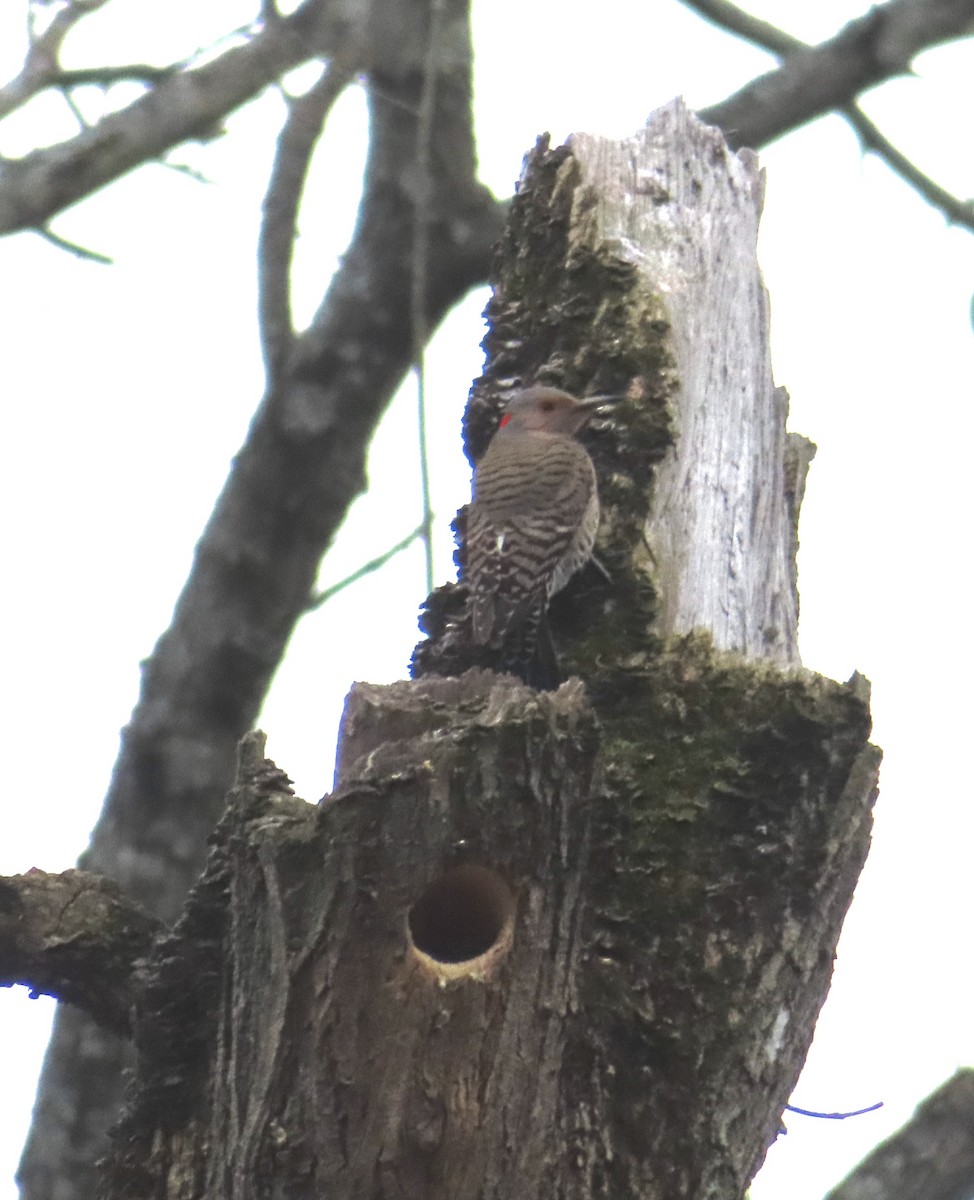 Northern Flicker - ML617624161