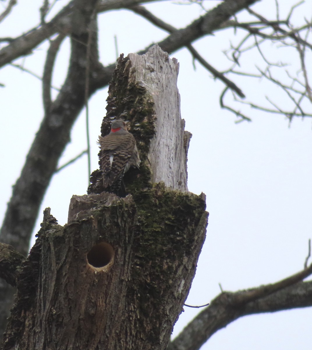 Northern Flicker - Monika Wood