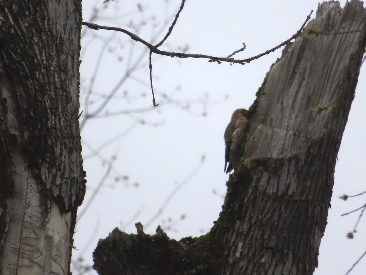 Northern Flicker - ML617624163