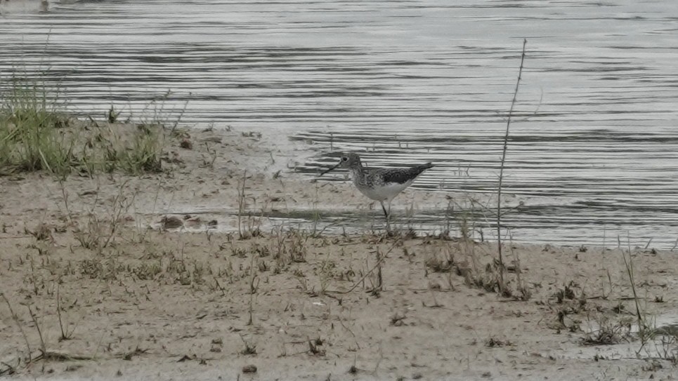 Solitary Sandpiper - ML617624181