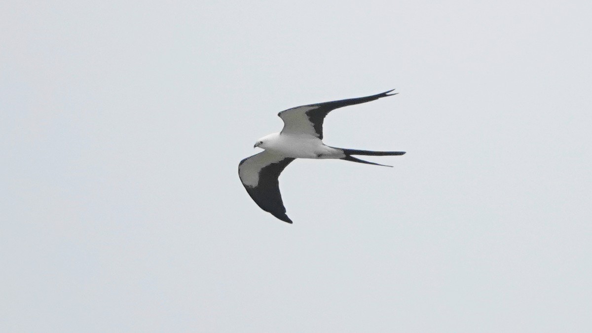 Swallow-tailed Kite - ML617624187