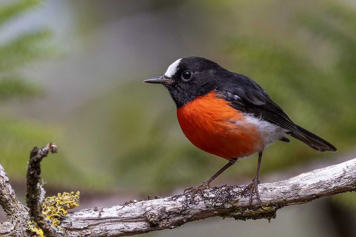 Norfolk Robin - Bradley Hacker 🦜