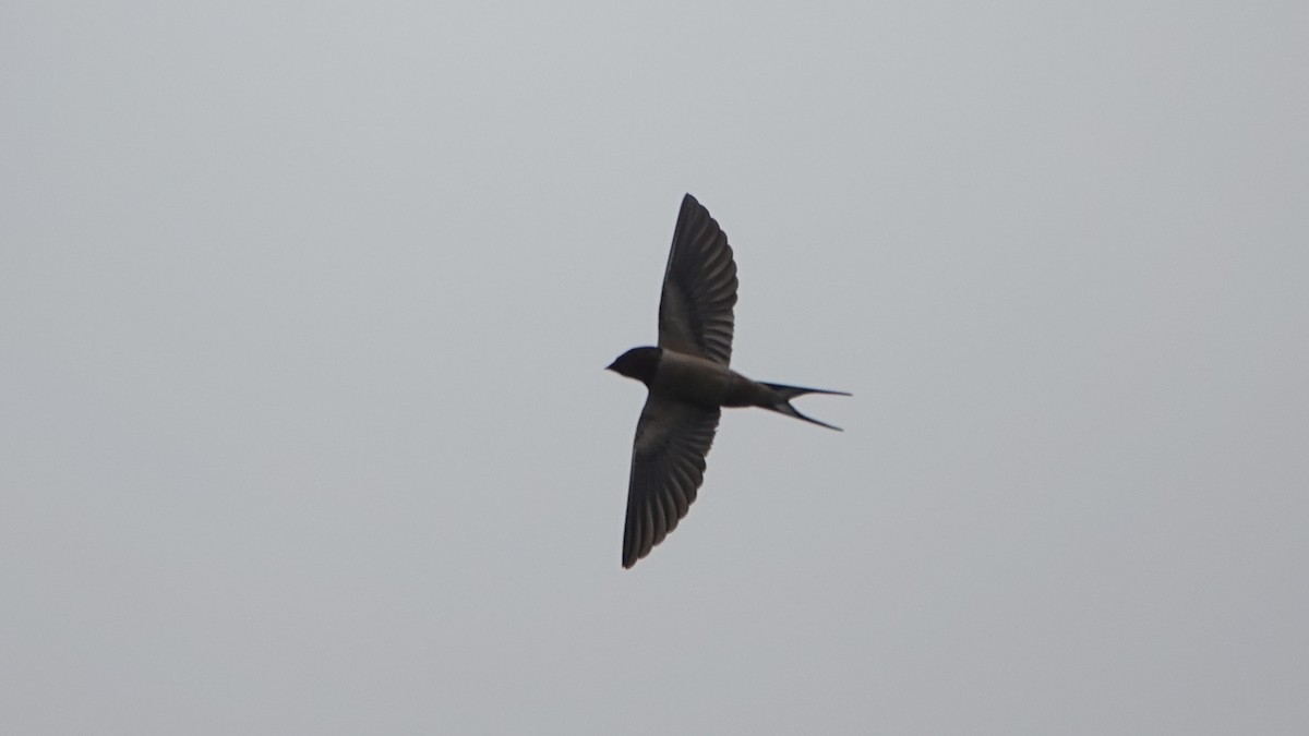 Barn Swallow - Barry Day