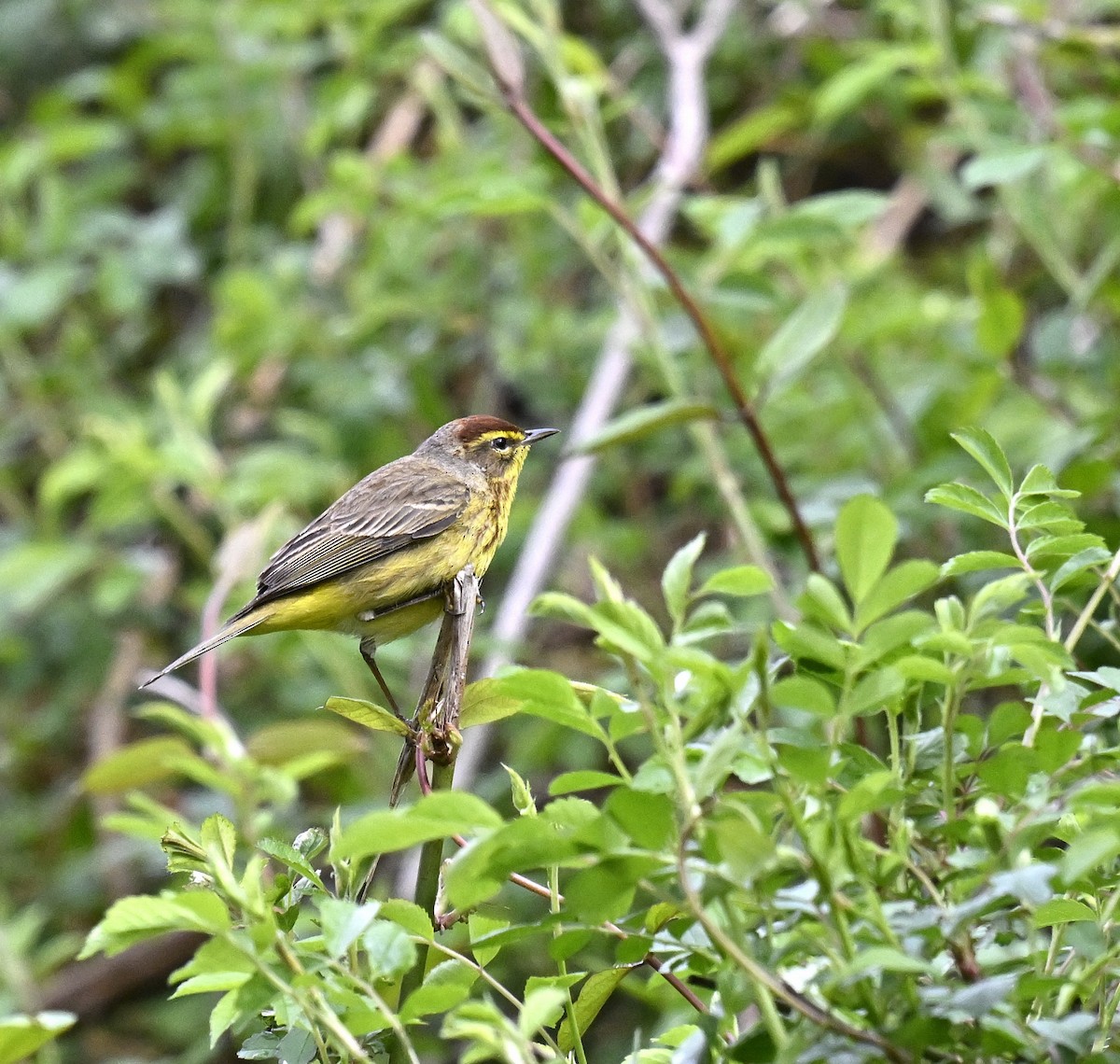 Palm Warbler - ML617624199