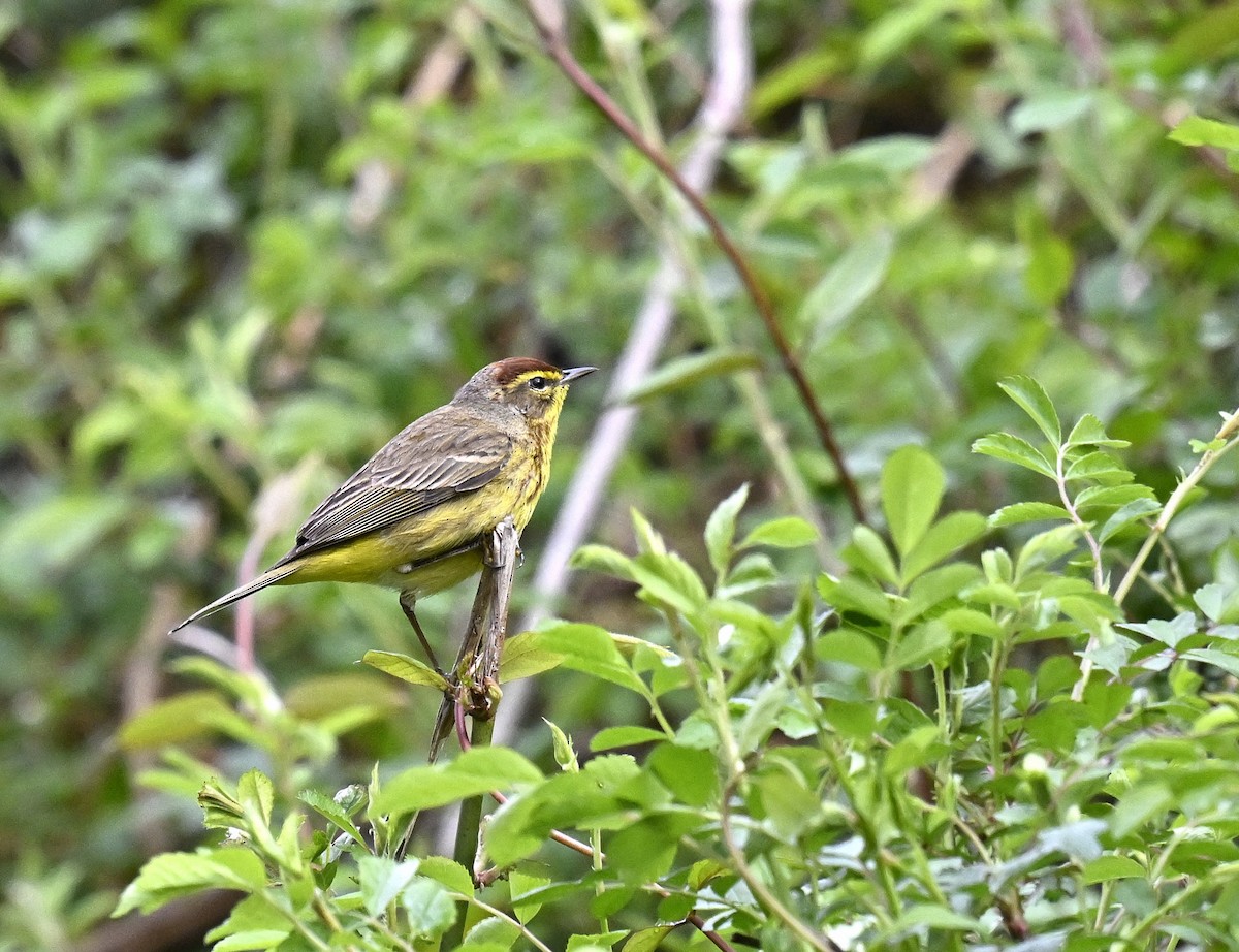 Palm Warbler - ML617624200