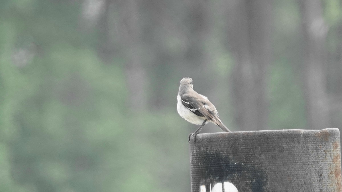 Northern Mockingbird - ML617624202