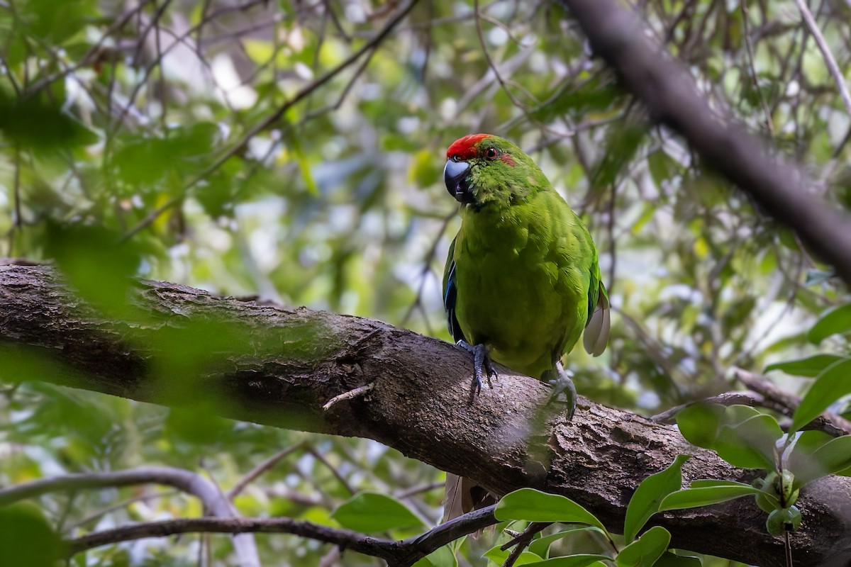 Norfolk Island Parakeet - Bradley Hacker 🦜