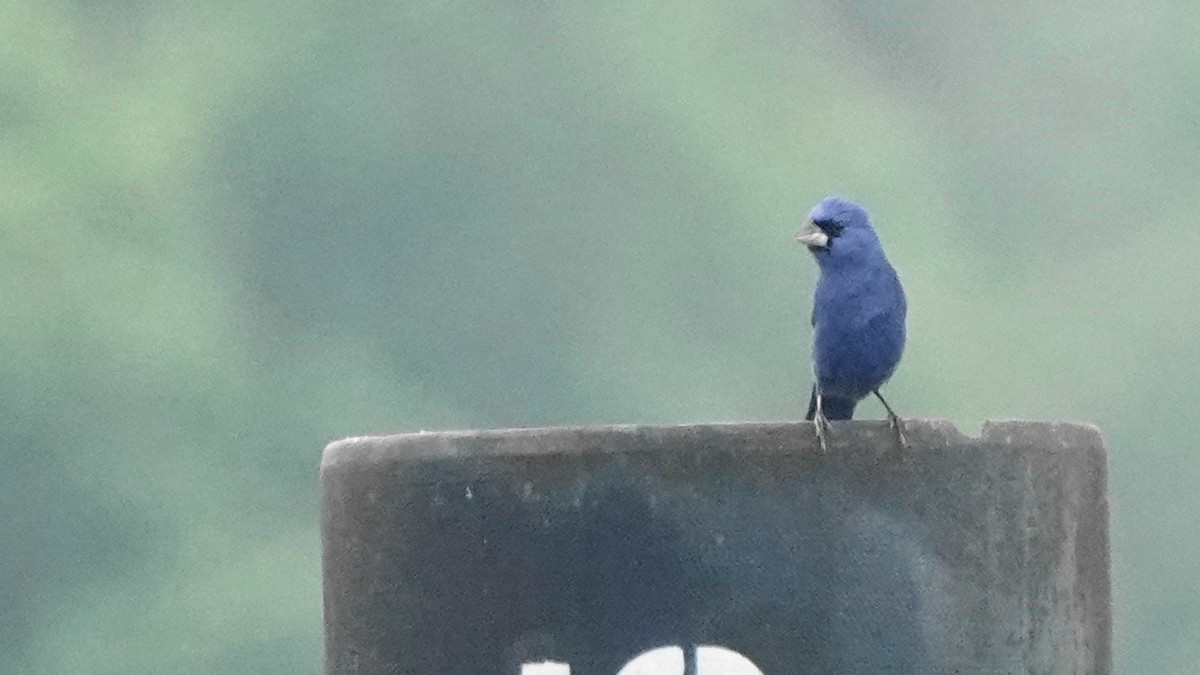 Blue Grosbeak - Barry Day