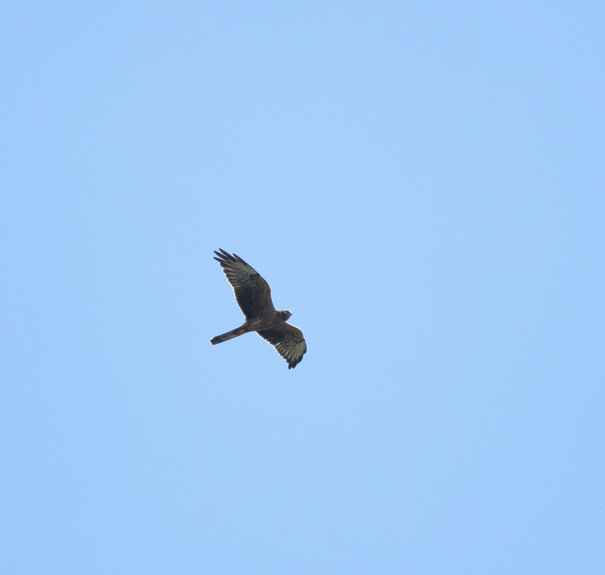 Montagu's Harrier - Anand ramesh