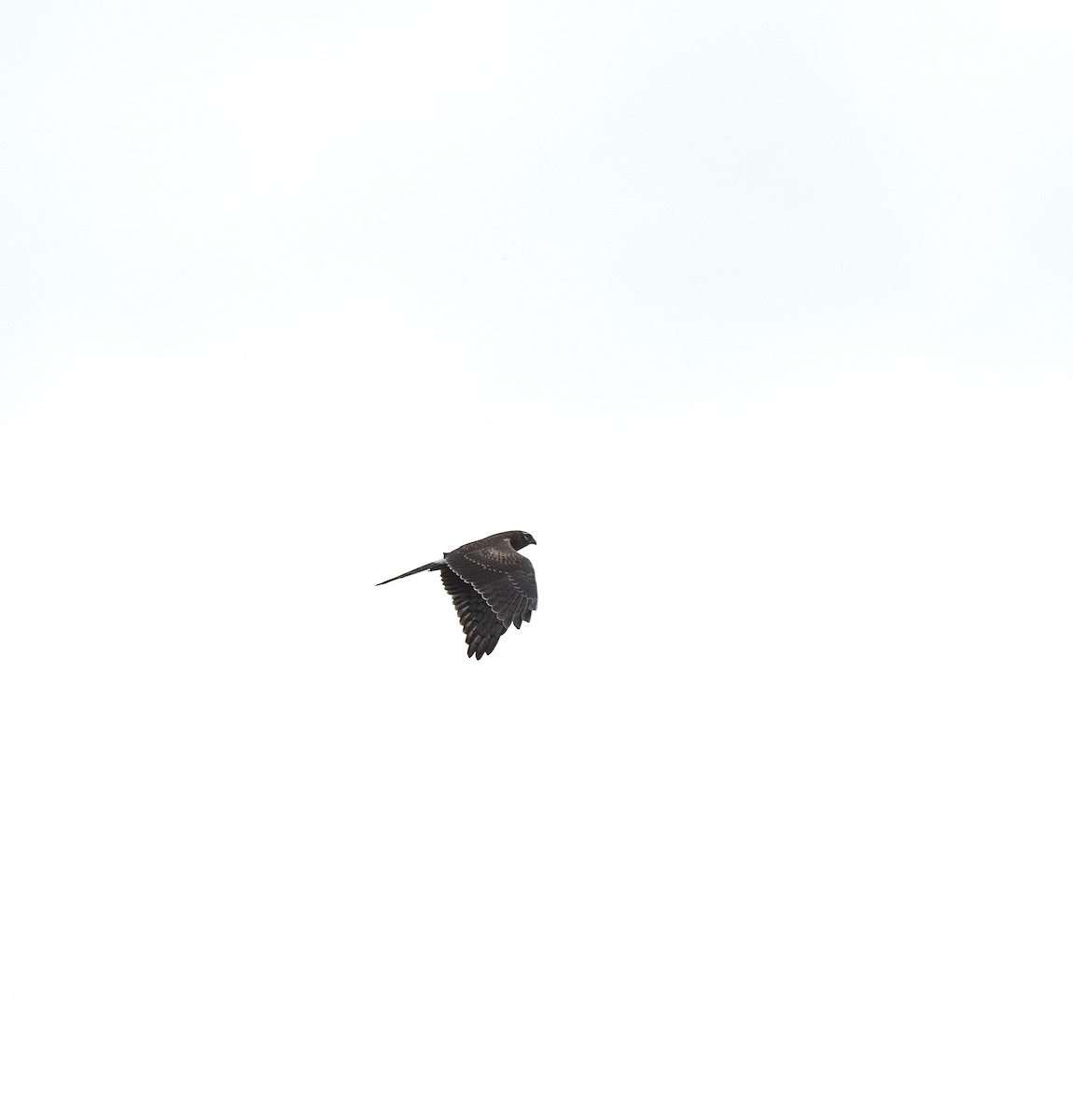 Montagu's Harrier - Anand ramesh