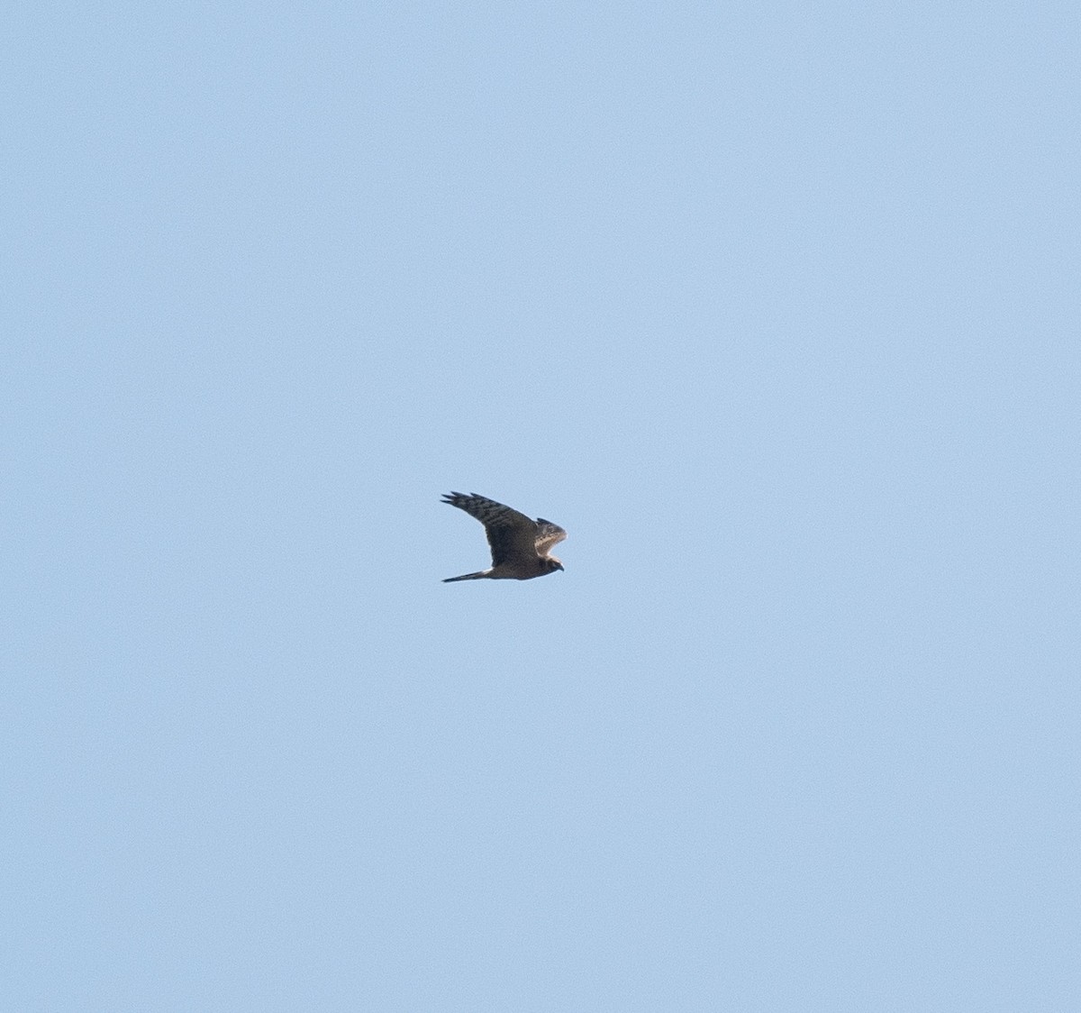 Pallid Harrier - Anand ramesh