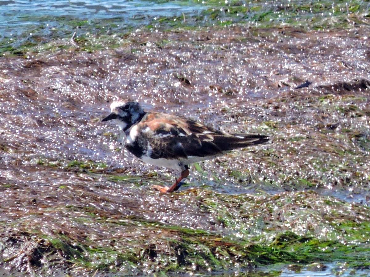 Ruddy Turnstone - ML617624256