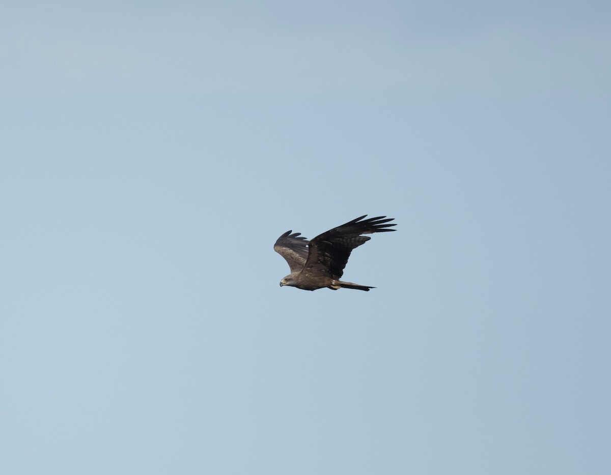 Black Kite - Anand ramesh