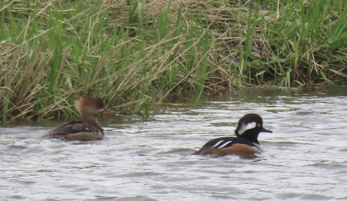 Hooded Merganser - ML617624291