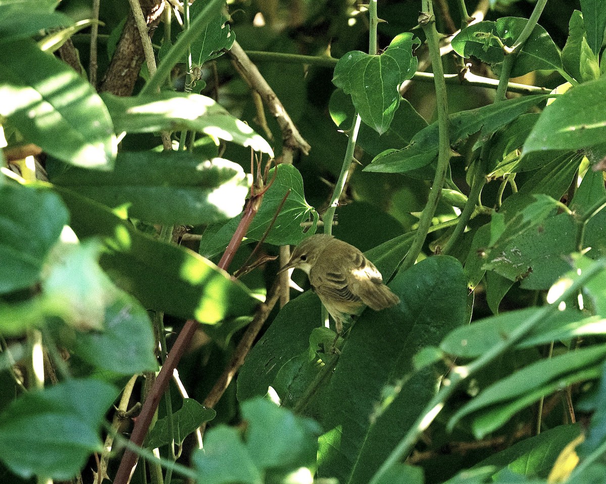 Marsh Warbler - Anand ramesh