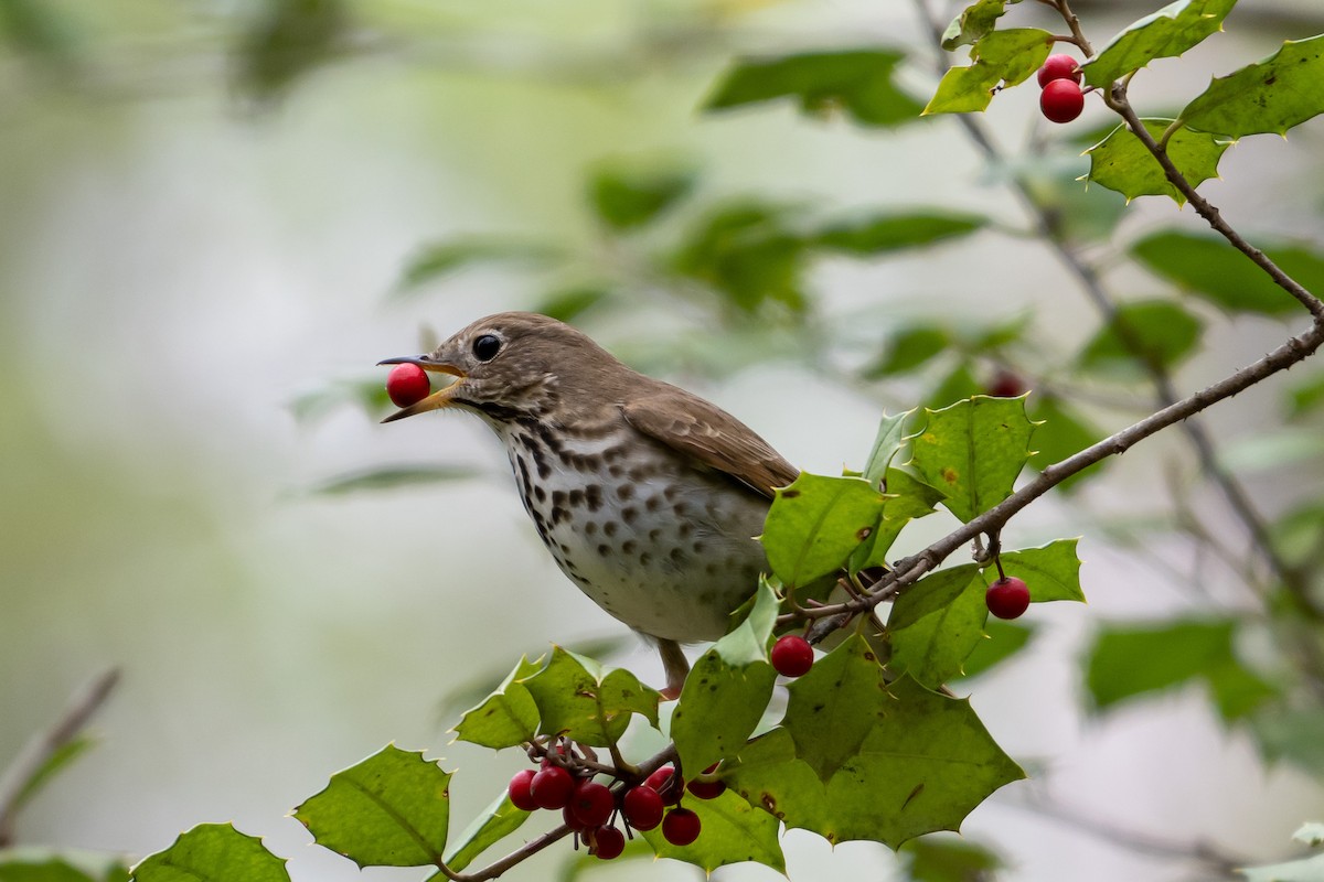 Hermit Thrush - Nancy Larrabee