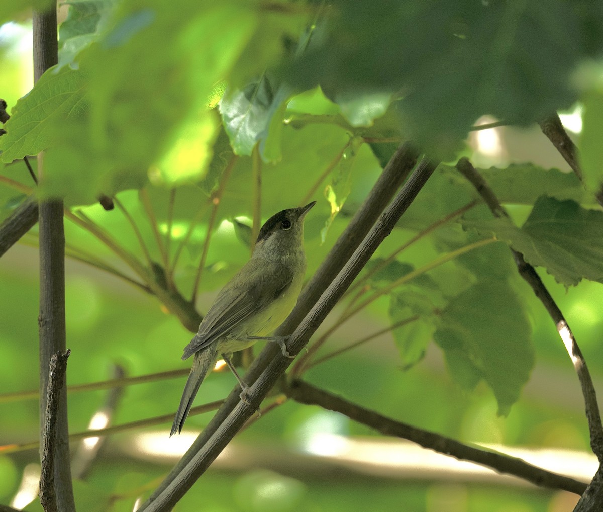 Eurasian Blackcap - Anand ramesh