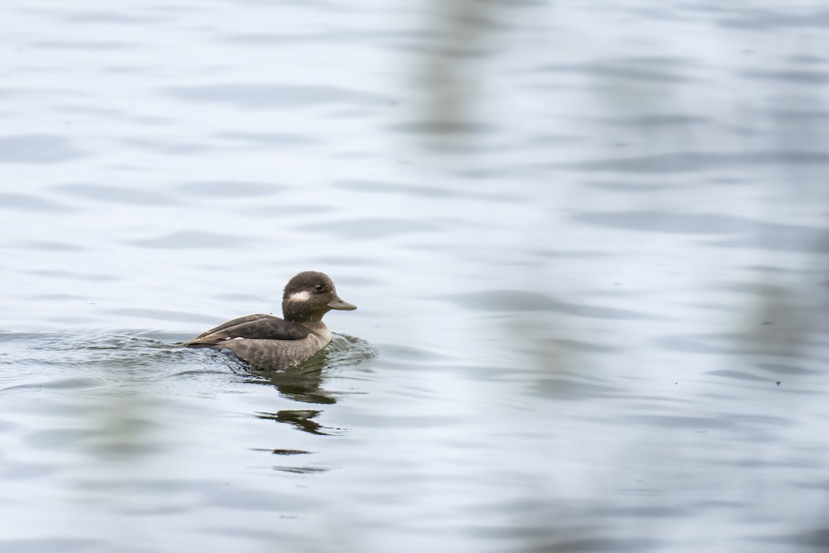 Bufflehead - ML617624322