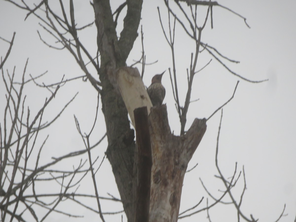 Northern Flicker - ML617624361