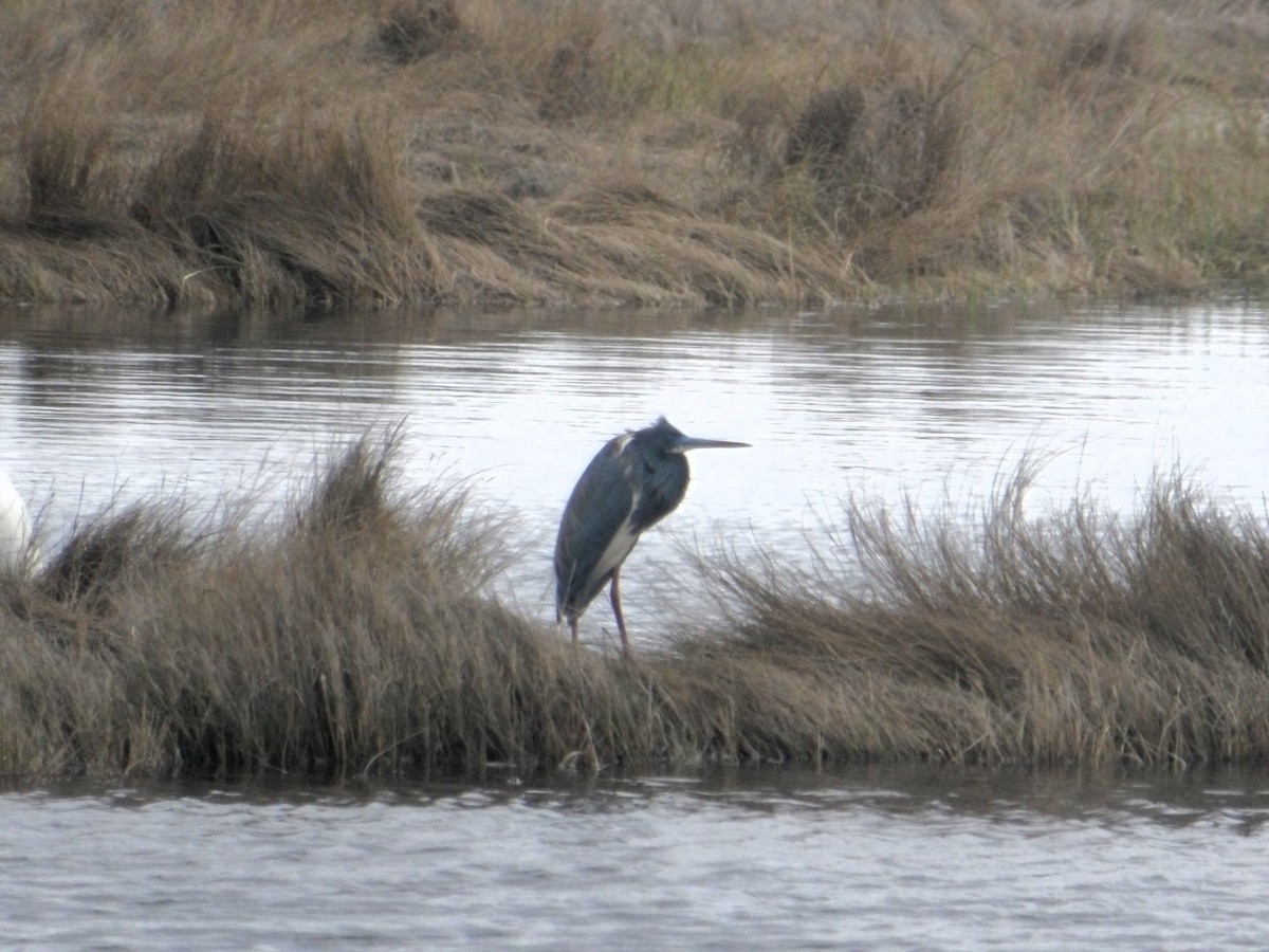 Tricolored Heron - ML617624376