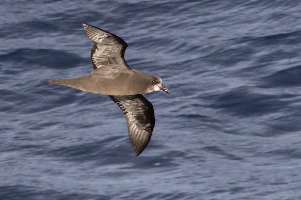 Gray-faced Petrel - Bradley Hacker 🦜