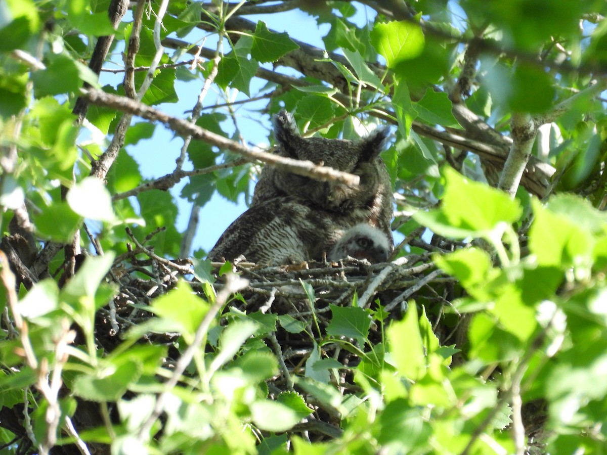 Great Horned Owl - Tonie Hansen