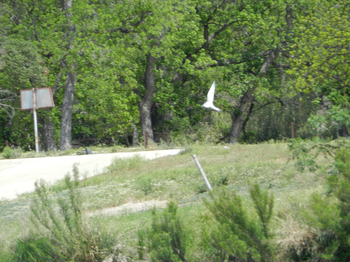 Forster's Tern - Rhandy Helton