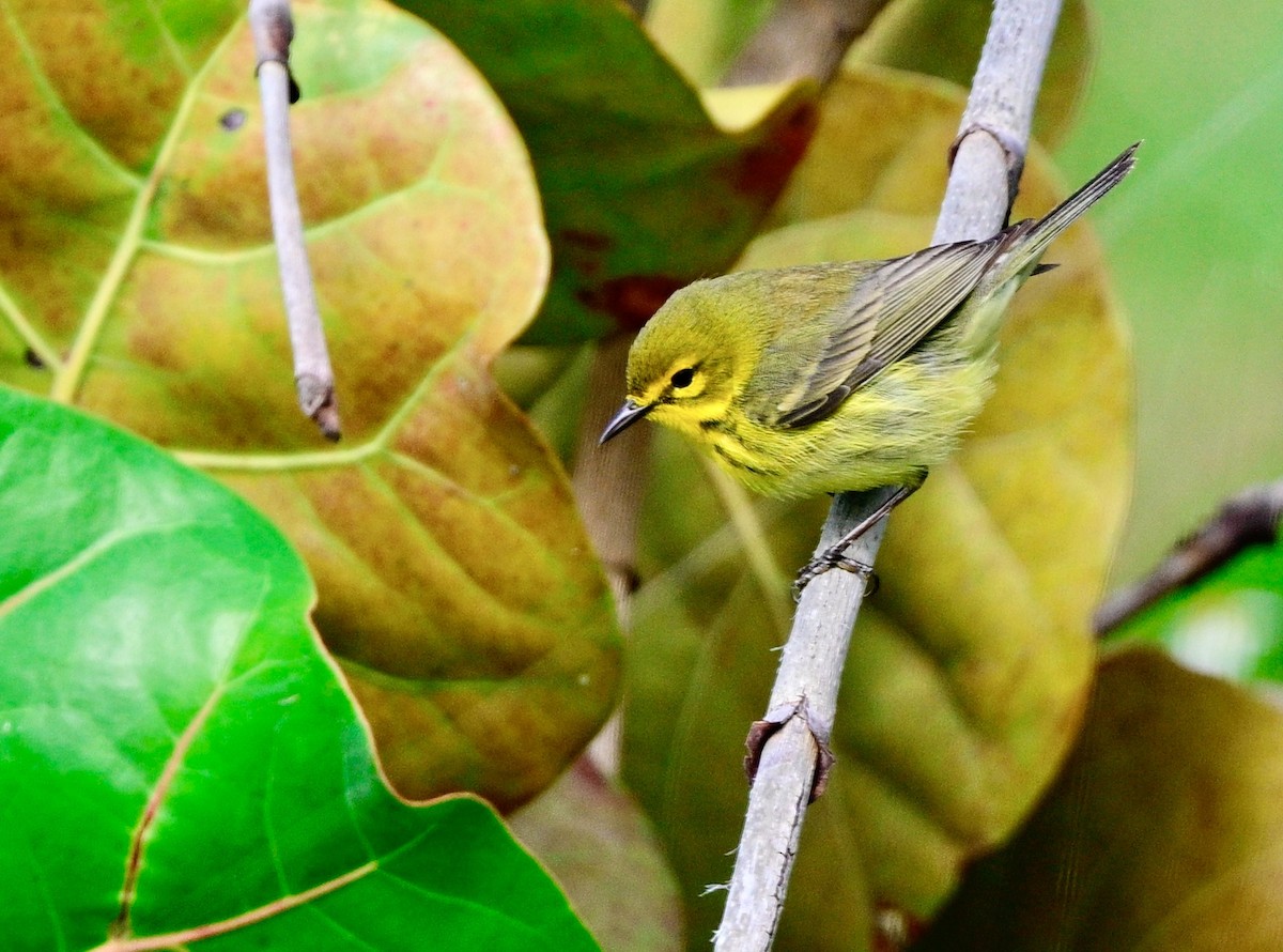 Prairie Warbler - ML617624433