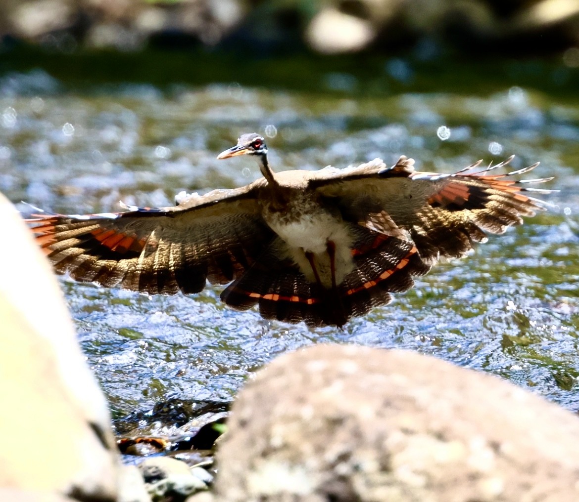 Sunbittern - ML617624454