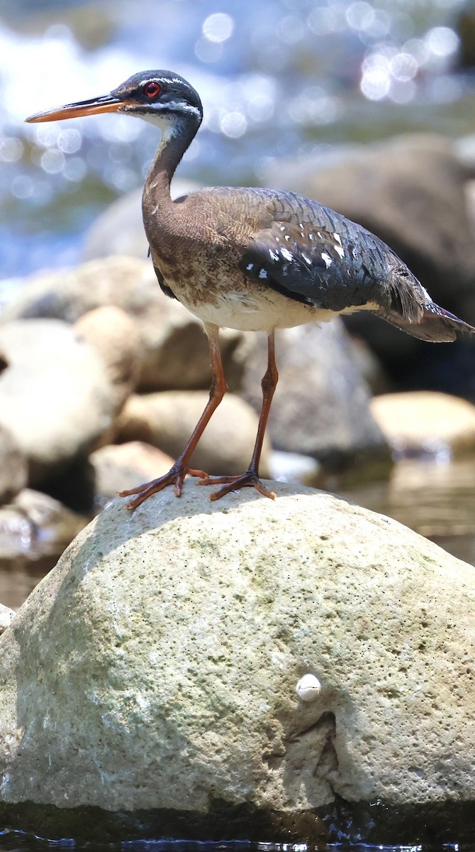 Sunbittern - ML617624455