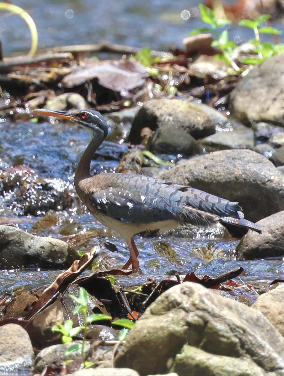 Sunbittern - ML617624456