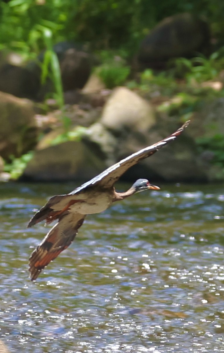 Sunbittern - ML617624458