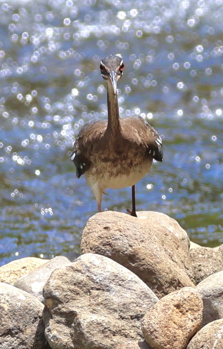 Sunbittern - ML617624459