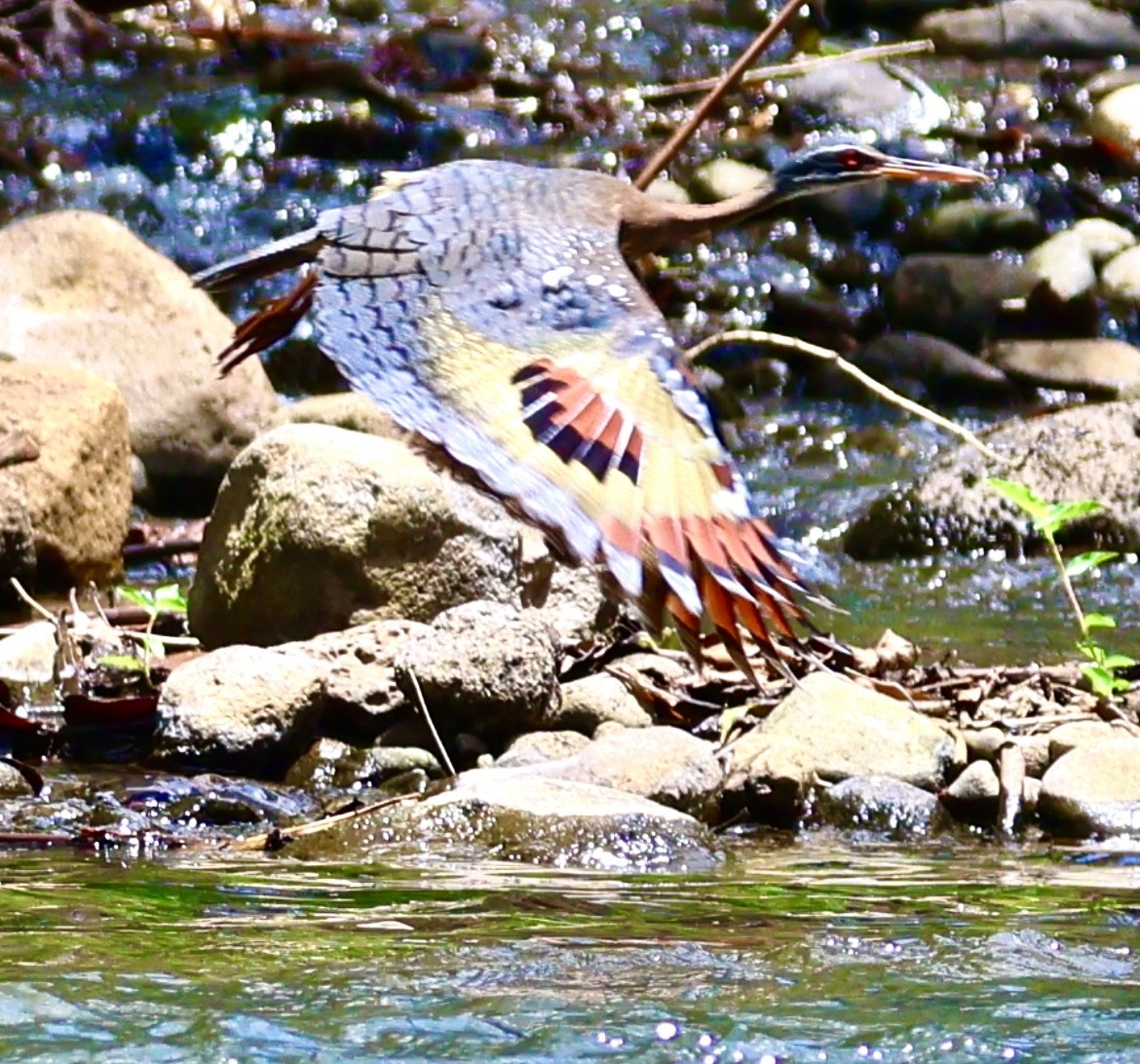 Sunbittern - ML617624460