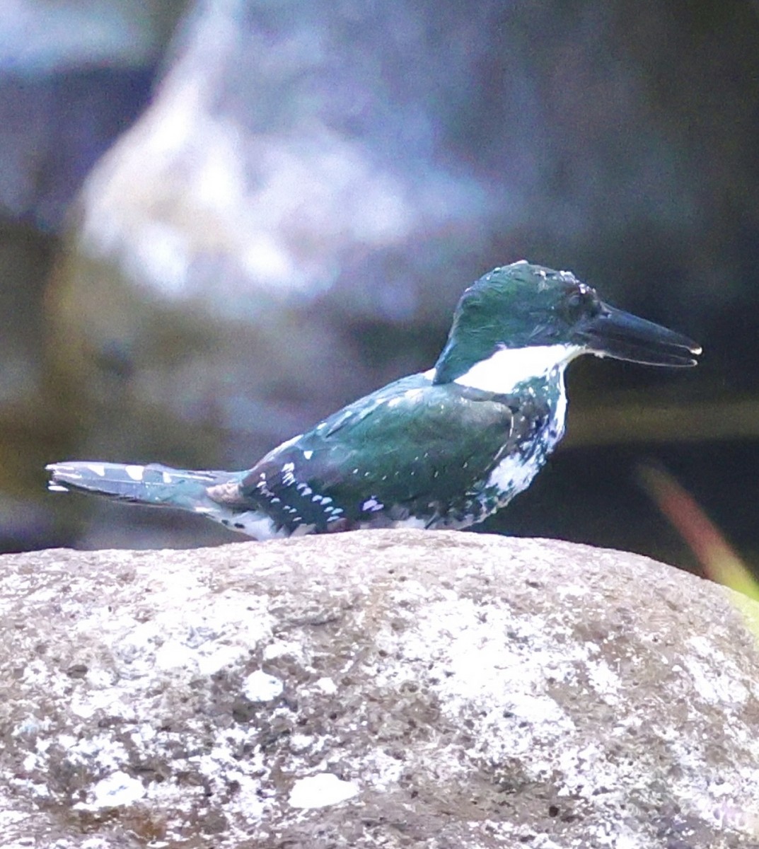 Green Kingfisher - ML617624486
