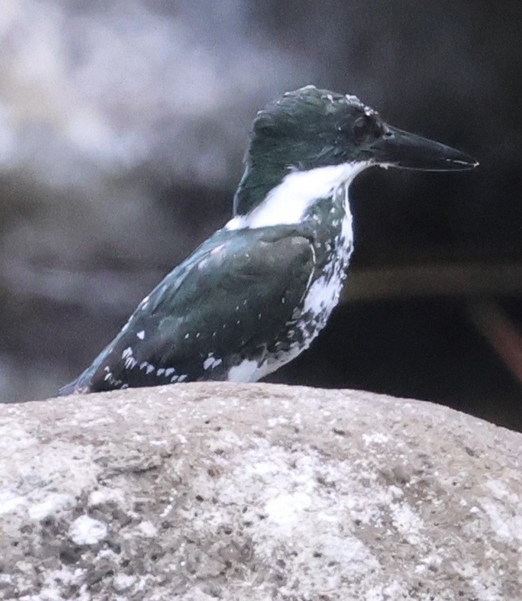 Green Kingfisher - ML617624487