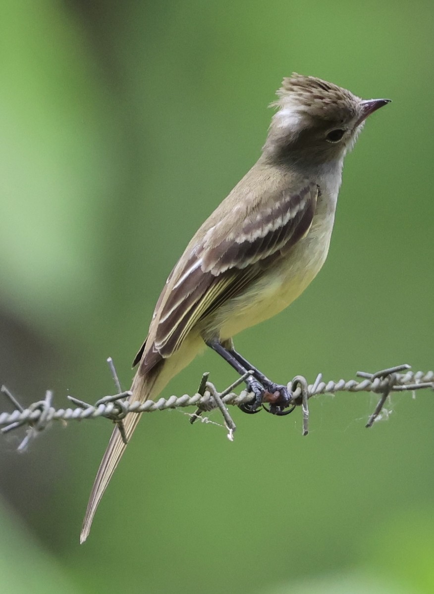 Yellow-bellied Elaenia - ML617624507