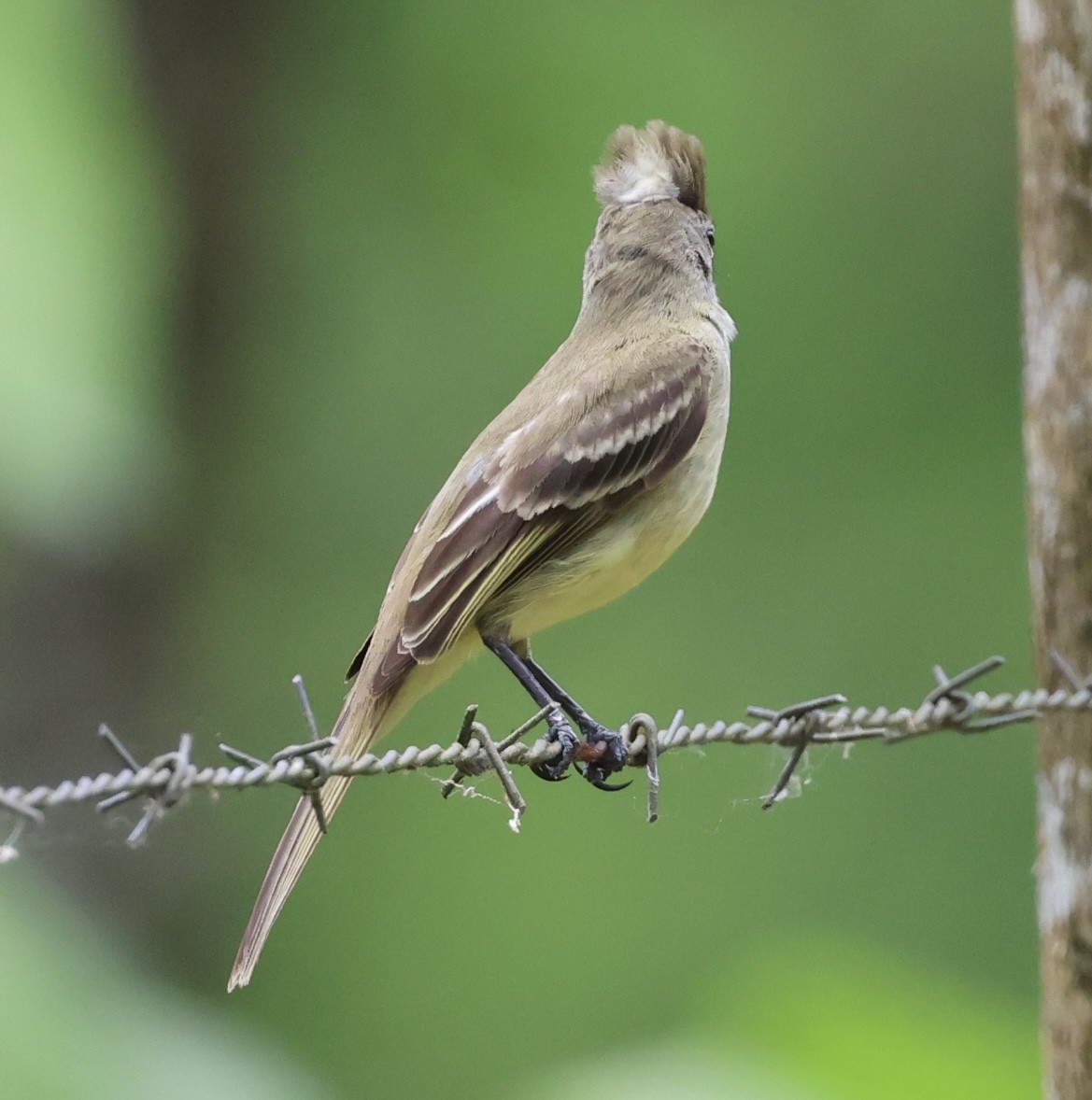 Yellow-bellied Elaenia - ML617624508