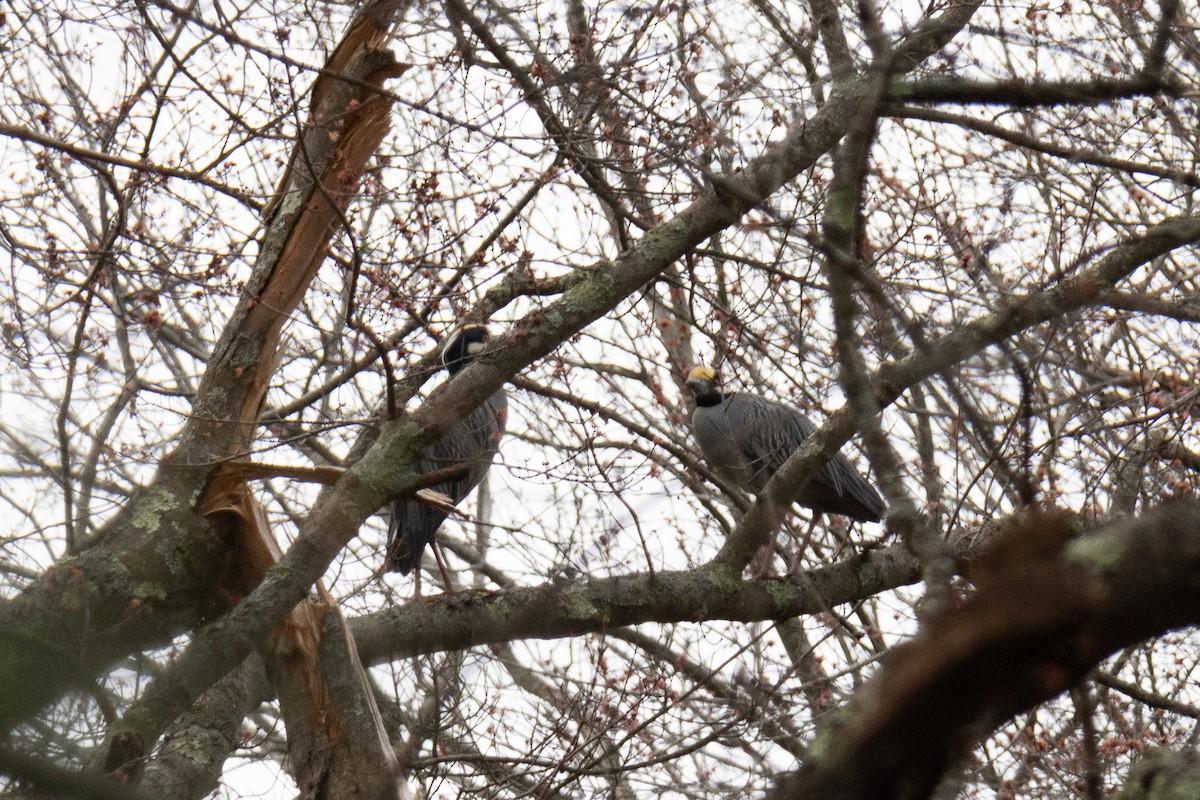 Yellow-crowned Night Heron - ML617624510